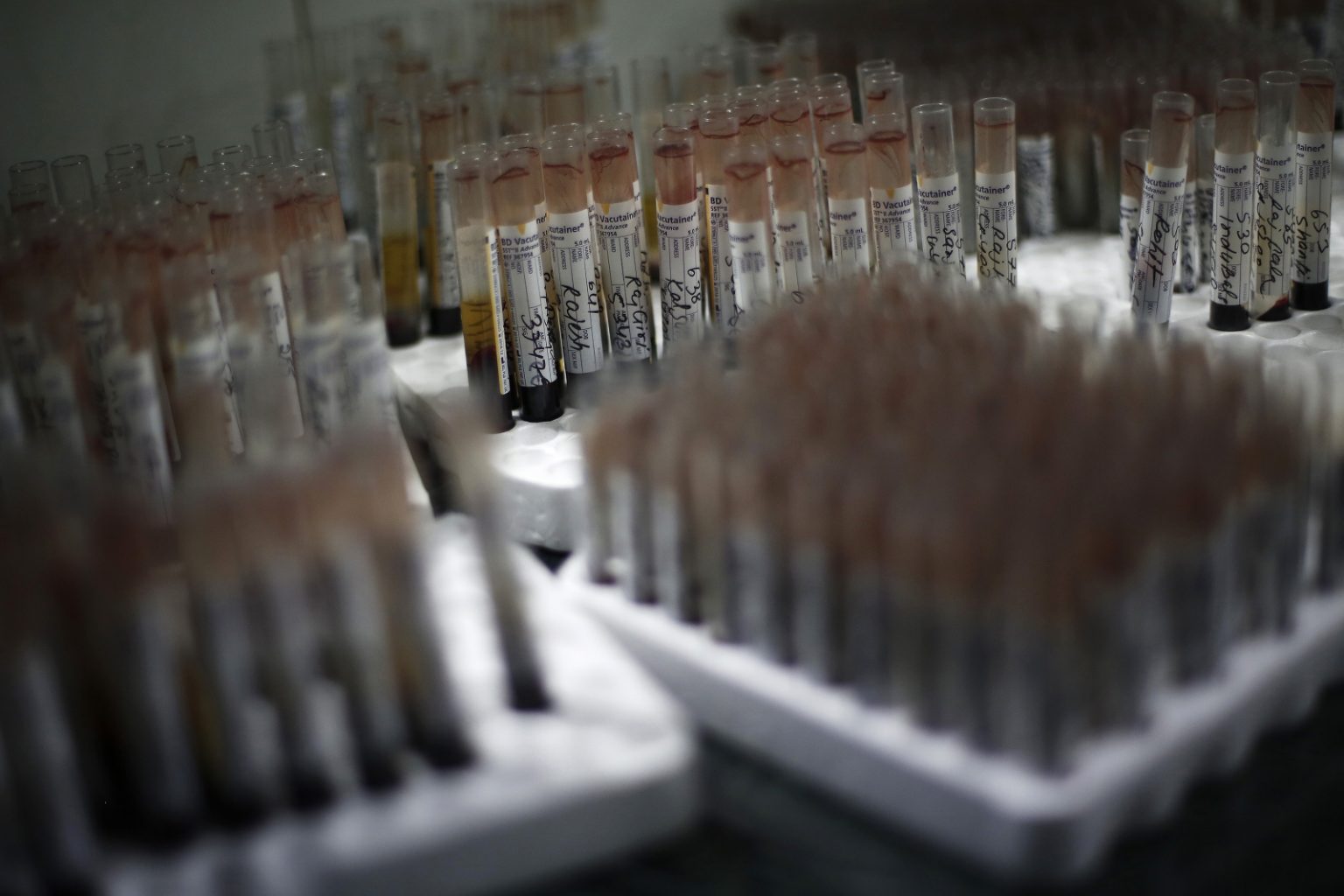 Chikungunya virus: 13 dead and 1,100  contaminations