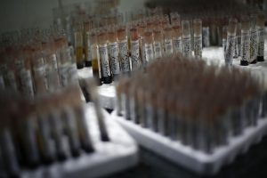 Chikungunya virus: 13 dead and 1,100  contaminations