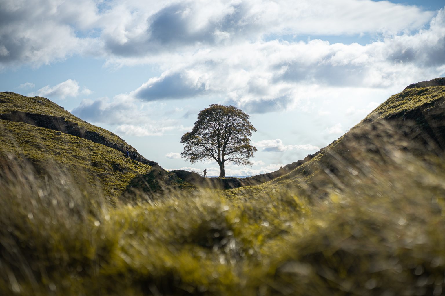 Famous UK Tree Proving Partial Damage To Old Hadrian’s Wall