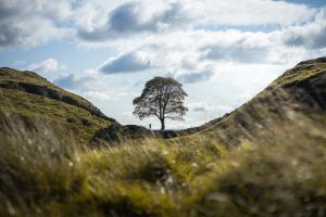 Famous UK Tree Proving Partial Damage To Old Hadrian’s Wall