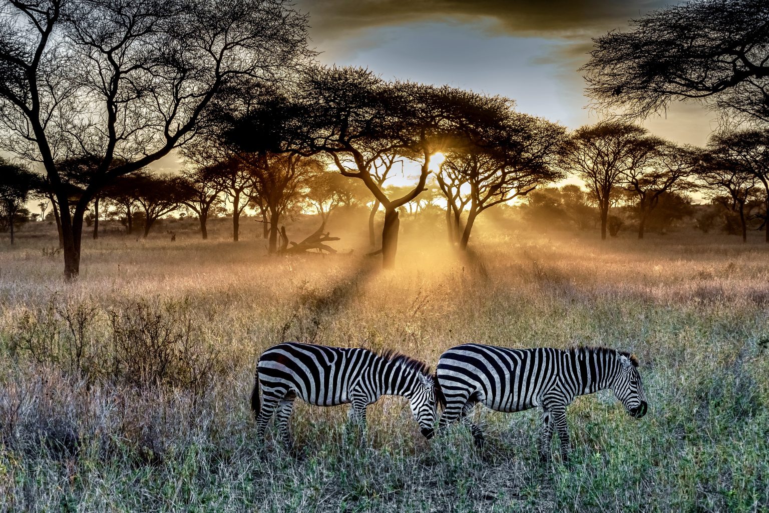 African Safari Park Opens in Georgia 2024