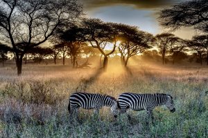 African Safari Park Opens in Georgia 2024