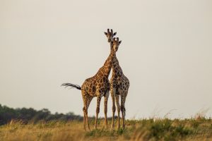 Discover The Priciest Safari Experience
