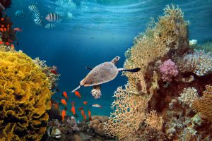 Discover the Subaquatic Marvels: Snorkeling Adventure in Caye Caulker, Belize