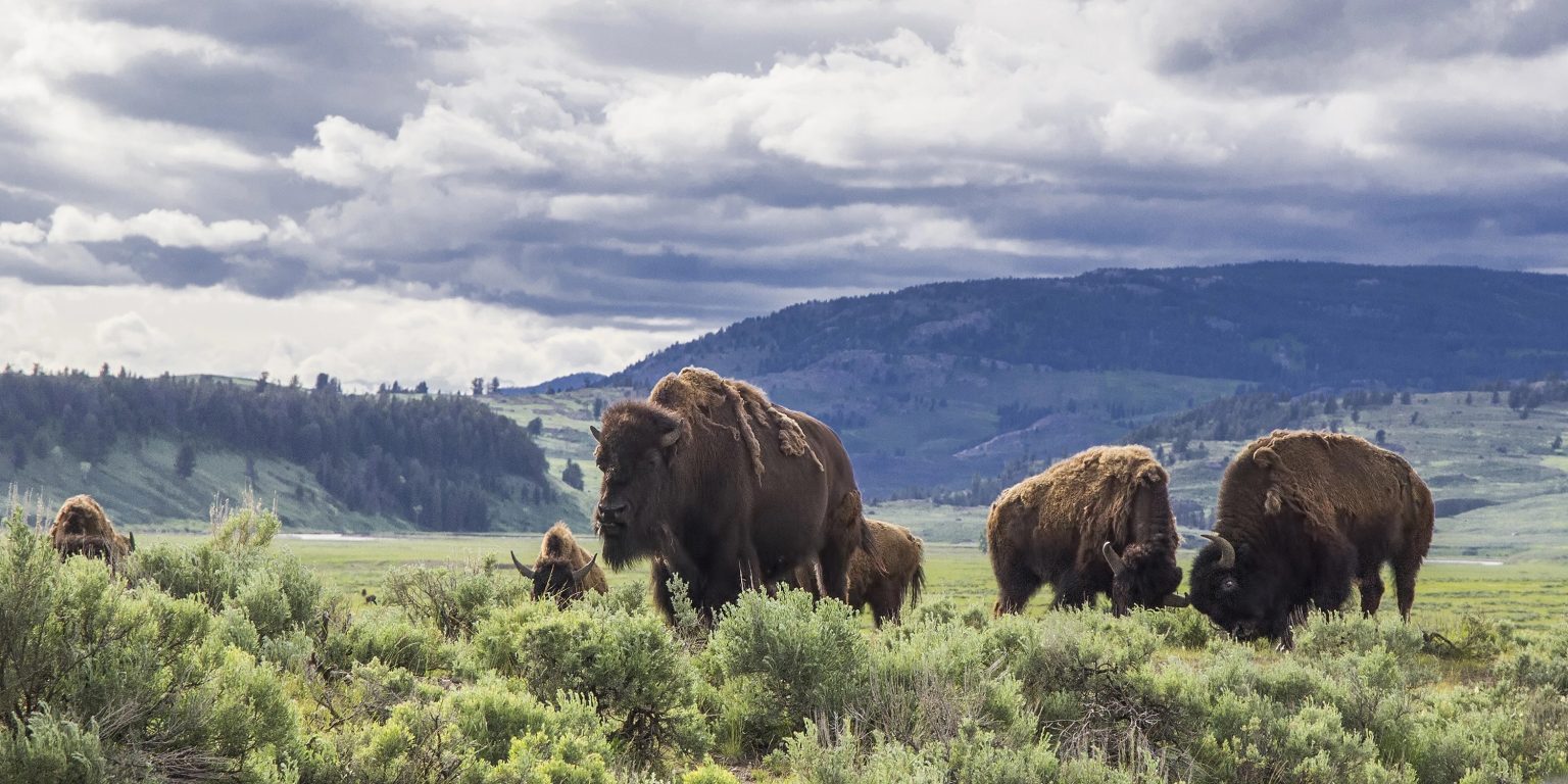 Yellowstone Encourages Wildlife Protection Following Tourists’ Disturbing Actions