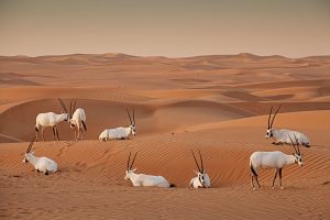 Tourists Are Invited To Visit The Conservation Area in the Dubai Desert