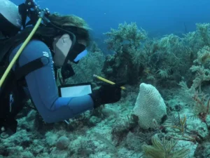 Experts Unite to Fight Coral Disease Threatening Caribbean Reefs