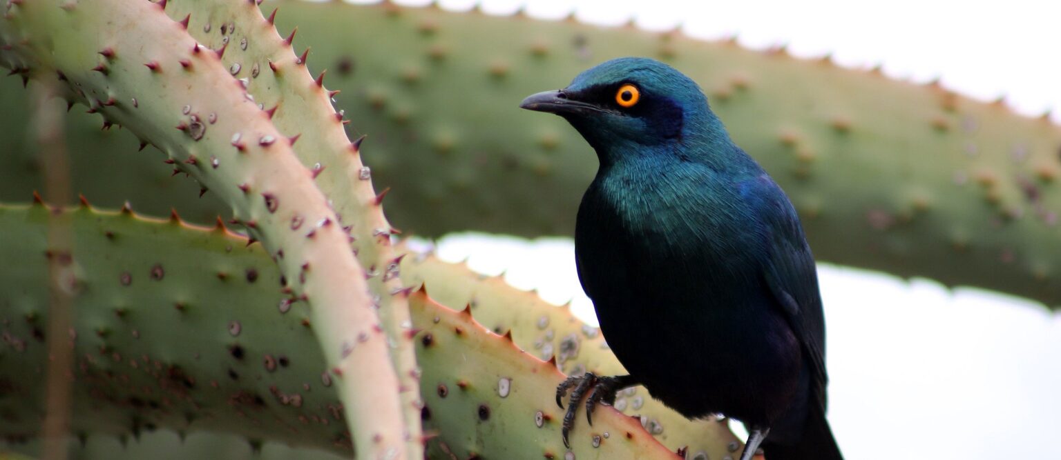 Conserving The Environment Through Volunteerism