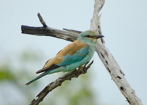 Lilac-breasted roller in Kruger National Park, South Africa.